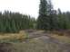 2008 Honda RANCHER - An ATV navigates a wet, muddy trail surrounded by dense evergreen forest.