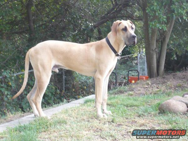 Great Dane dog standing in a grassy yard