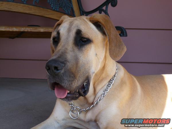 Great Dane dog with a metal chain collar lying down