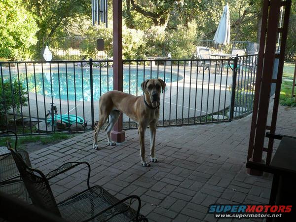 Great Dane standing on a patio next to a fenced pool