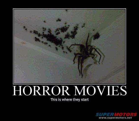 spider1.jpg 