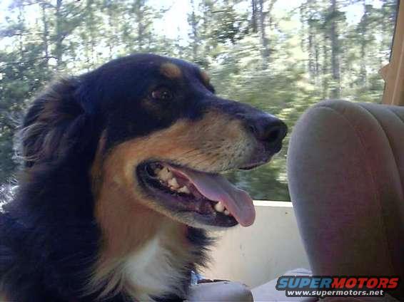 Maximus, (before Gladiator) buggly, Butt ugly, my good sencond best bud Max...100% aussie shepard