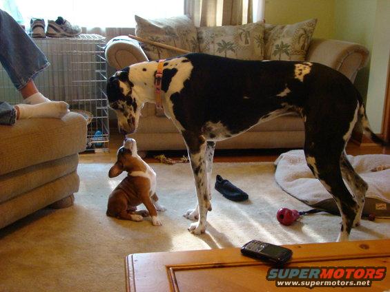 Harlequin Great Dane and a small brown and white puppy sniffing each other on a carpeted floor