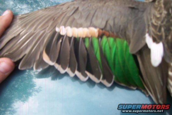 Duck wing with green speculum feathers and white edging, held by a hand