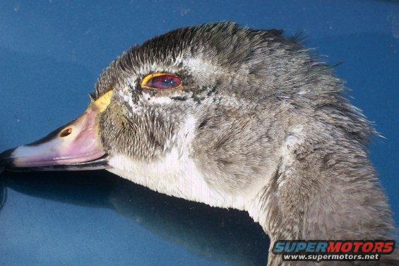Close-up of a duck's head against a blue background. Watermark says SUPERMOTORS