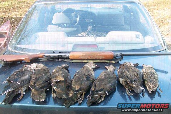 Dark colored car trunk with seven dead ducks and a shotgun laid out on it