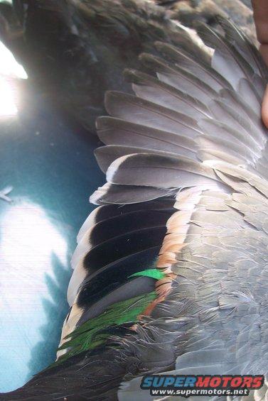Close-up of duck wing feathers with green and orange accents. Supermotors.net logo visible
