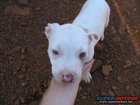 David's baby Pit, Celeste.
