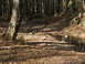 1996 Ford Bronco - A tranquil forest scene with a small stream meandering through fallen leaves and rocks.