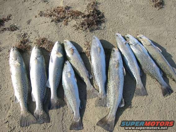 Limit of trout caught 6/19/03 in the surf.