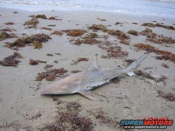39" Blacktip caught at access# 5.