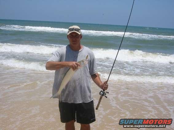 Ladyfish caught on a gold spoon