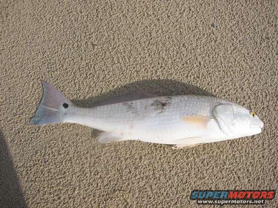 22" Red caught in the wade gut on a gold spoon at MM35.  Notice the shark bite.