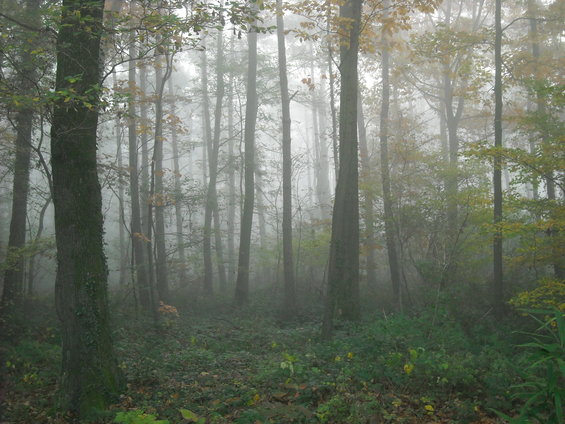 Foggy forest with tall trees and green undergrowth