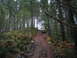 1989 Ford Bronco - A van navigates a steep, dirt path through a dense forest with tall trees and undergrowth.