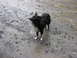 1979 Ford Bronco - A black and white dog stands on a muddy, rocky surface with puddles.