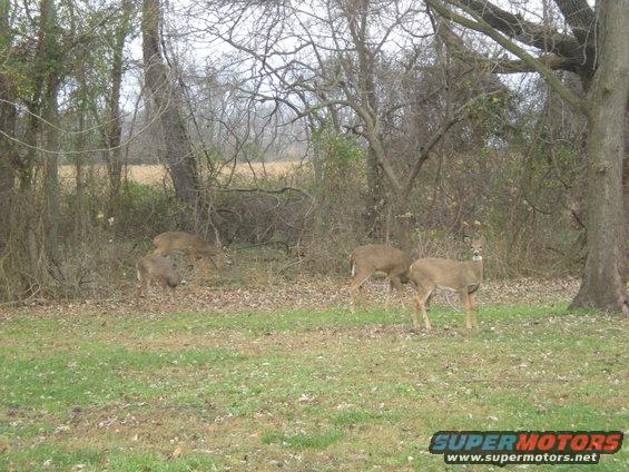 Several deer are in a grassy area with trees and brush behind them
