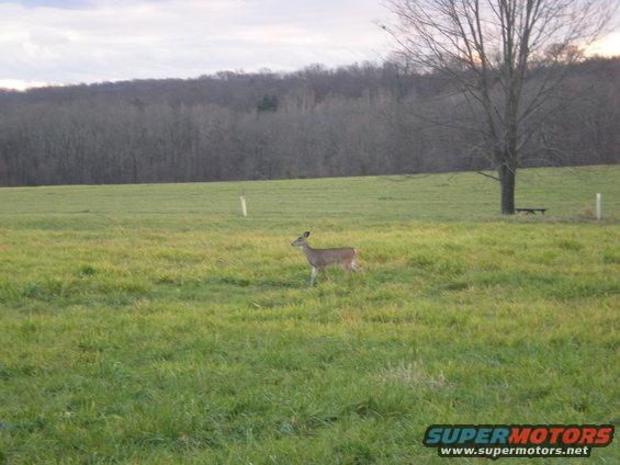 Deer in a grassy field with a tree