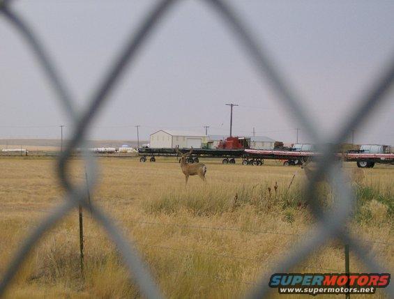 Deer in field with trailers and buildings in background