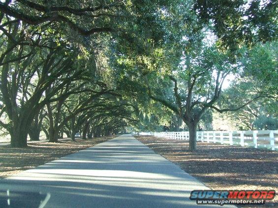 Tree-lined road with white fence