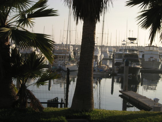boats docked in a marina with palm trees in the foreground