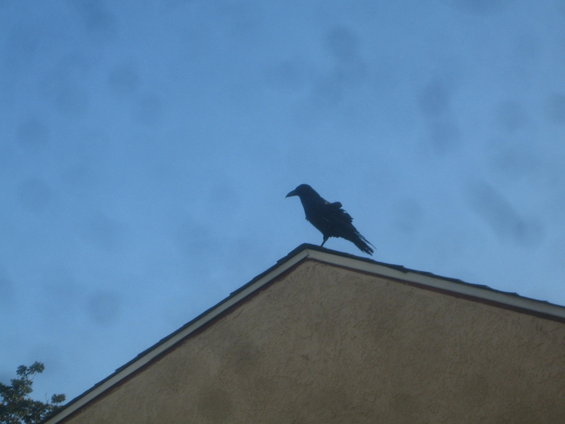 img_8284.jpg A one legged crow