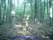 2005 Yamaha GRIZZLY 660 - A buck deer stands alert in a wooded area, captured by a trail camera on August 25, 2008.