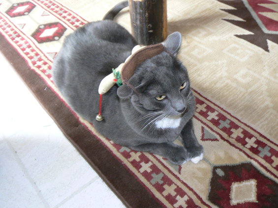 p1030852.jpg Ellie: Again, she is not amused. 