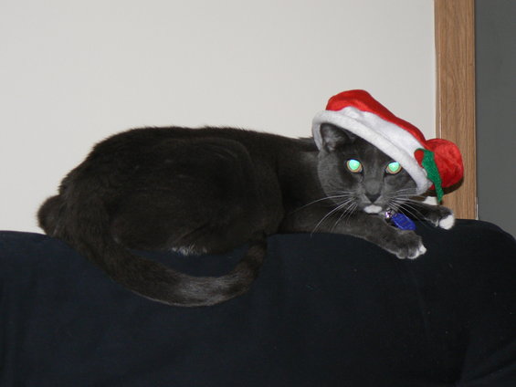 p1030816.jpg Perhaps lazer vision shall thwart her enemy?