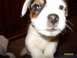 1988 Ford Bronco - A puppy looks directly at the camera with its blue eyes.