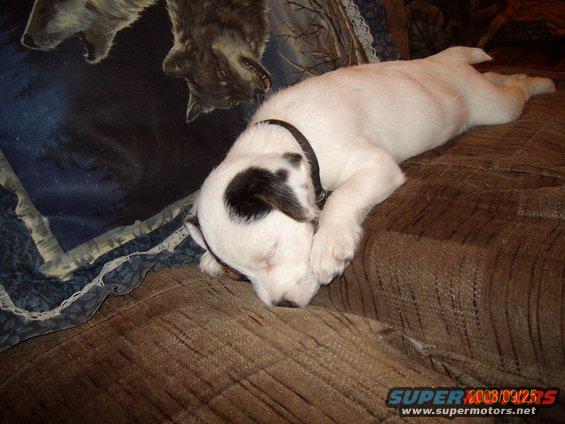 White puppy with black ear and head marking sleeps on a brown couch. Wolf-themed blanket in background