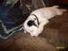 1988 Ford Bronco - Puppy sleeps on couch with wolf blanket. Supermotors.net watermark visible.