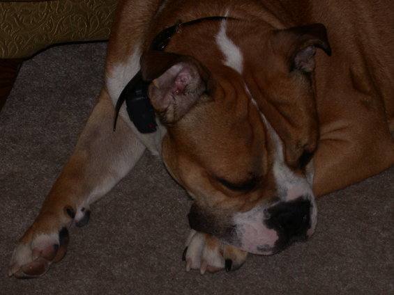 Brown dog with white markings sleeping on a carpet, wearing a black collar