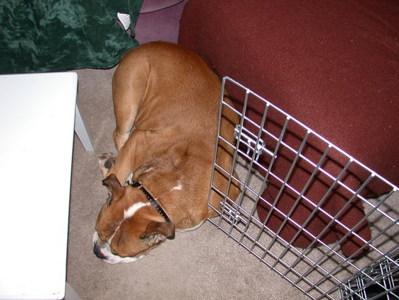 English Bulldog curled up sleeping on carpet next to a white table and a metal crate
