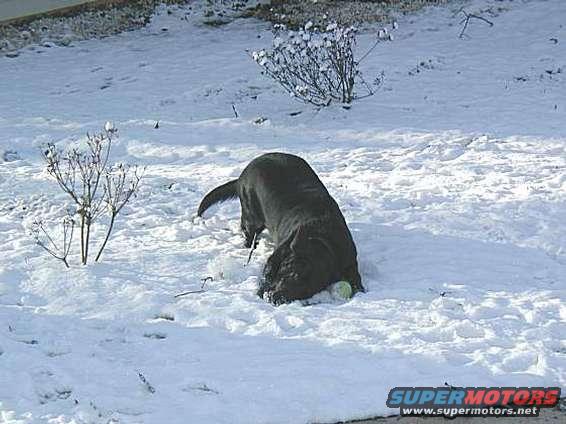 Black dog digging in snow with a ball near its head