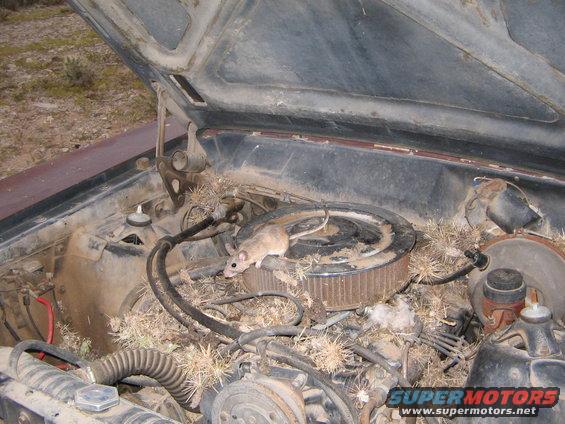 xmas-2007-094.jpg first i had to evict the current resident and clean out all the cactus