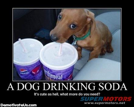 Dachshund puppy drinking from a cup with a straw inside a car