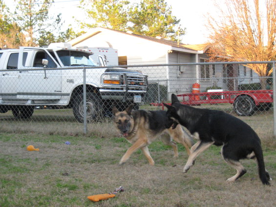 White Ford truck with camper shell, side view, with two dogs playing in the foreground