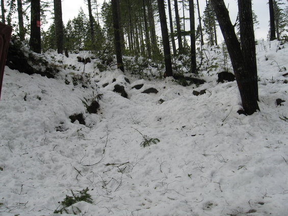 Snowy forest path with trees and rocks