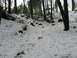 1989 Ford Bronco - A winter scene in a forest with snow covering the ground and trees.