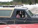 1989 Ford Bronco - A dog and person are inside a 1989 Ford Bronco during an off-road outing in a snowy environment.