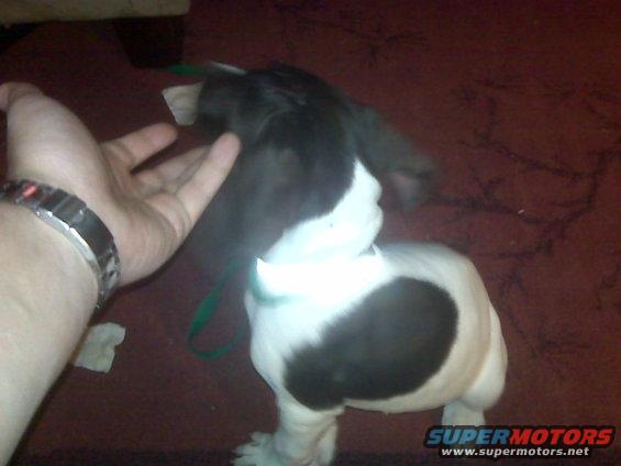 Black and white dog with a green leash, viewed from above