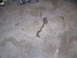 1900 Yugo GVX - Garage floor, before, this might be another problem spots...