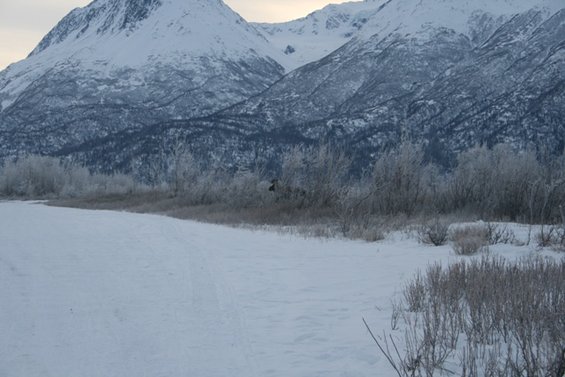 Moose standing in a snowy field with frosted trees and mountains in the background