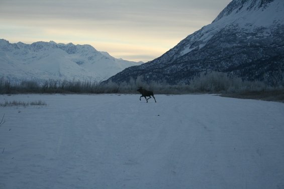 Moose running in a snowy field with mountains in the background