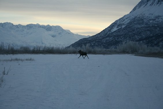 Moose running across a snow-covered field with snow-capped mountains in the background