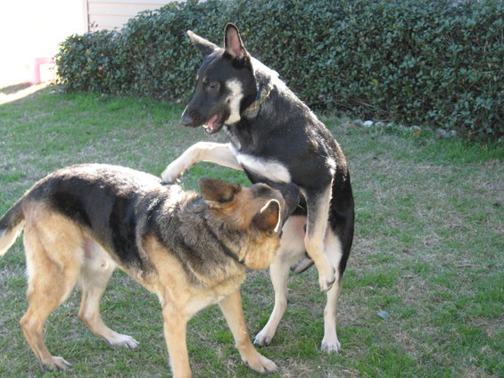 Two German Shepherd dogs are playing in a grassy yard with a hedge in the background