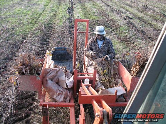 better pic of the same. You can kinda see the trench it cuts and how he sticks em in the trench. Then the packing wheels...pack the dirt back in around it. 