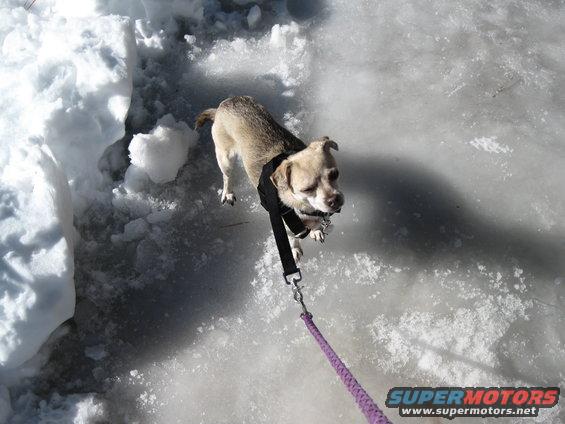Small dog on a leash stands on icy ground next to a pile of snow
