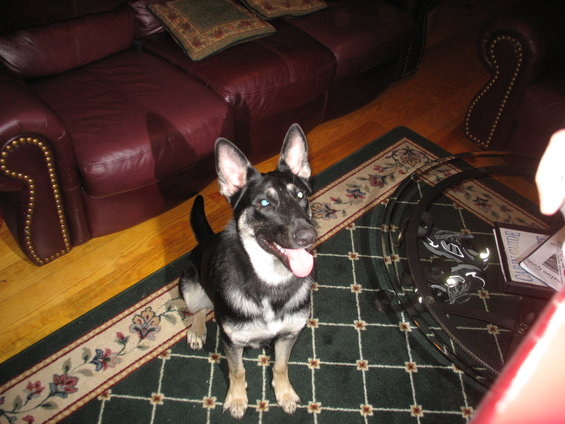 German Shepherd mix dog sitting on a green rug in a living room with a leather couch
